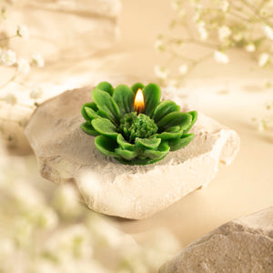 Bivokslys - Margaretka - Grønn